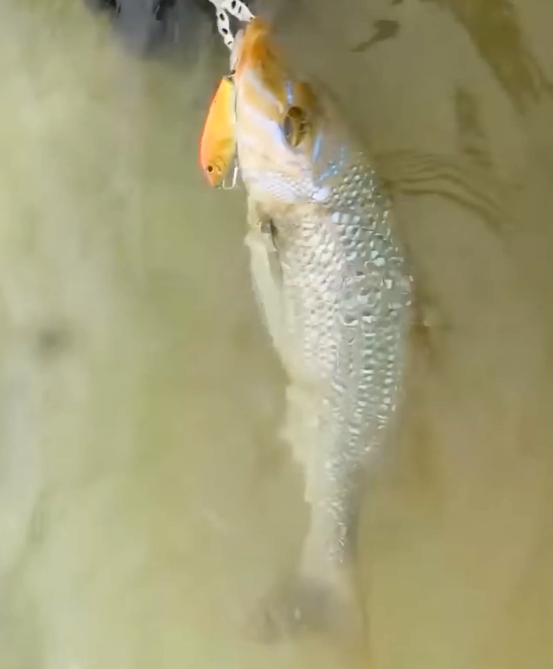 水中でルアーにアタックする魚